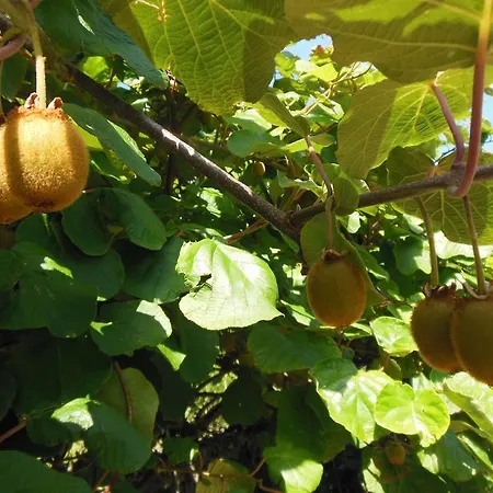 La Cascina Nel Frutteto Отель типа 