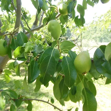 La Cascina Nel Frutteto *