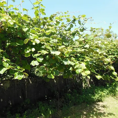 Alojamento de Acomodação e Pequeno-almoço La Cascina Nel Frutteto